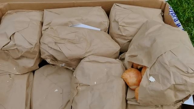 Закупка ТЮЛЬПАНОВ, чтобы весной был тюльпановый сад. смотреть онлайн