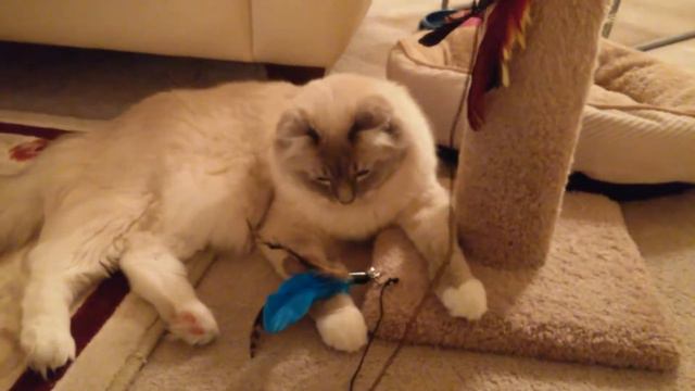 Mr Blue Ragdoll Cat смотреть онлайн