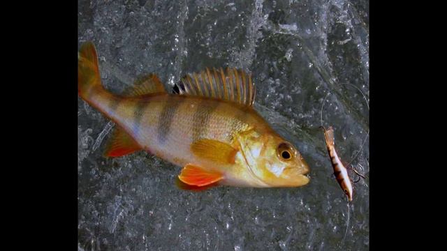 рыбалка на окуня зимой смотреть онлайн