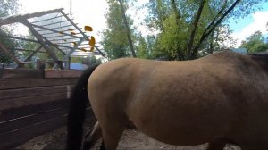 Аринка и Городская Ферма на ВДНХ - Отдых в Москве - Куда сходить. Видео для детей.