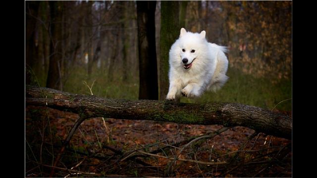 Самоедская лайка. Самоед