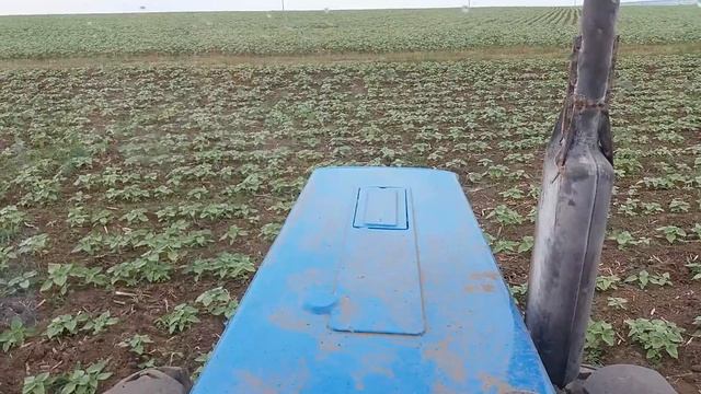 Трактор МТЗ 82.1 с прополочным культиватором КРН 5.6 прополка поссолнечника смотреть онлайн
