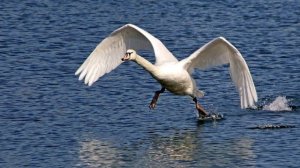 Интересные факты о лебедях