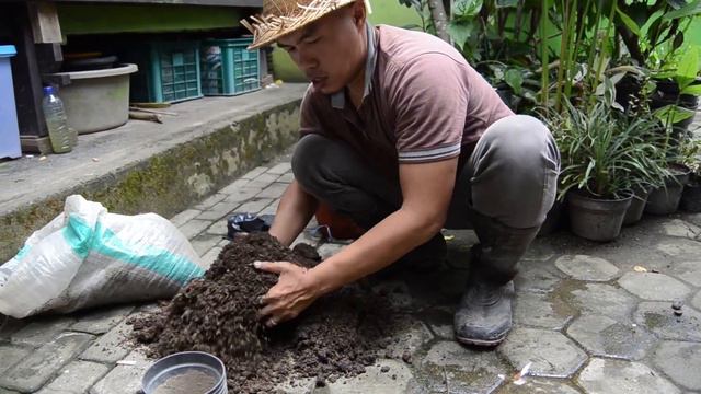 Cara Perbanyak Tanaman Lidah Katak смотреть онлайн