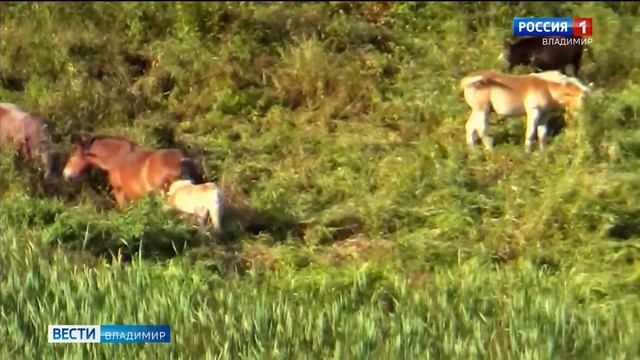 Во Владимирской области набирает просмотры видео с табуном пасущихся лошадей смотреть онлайн