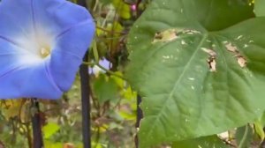 Ипомея Трёхцветная