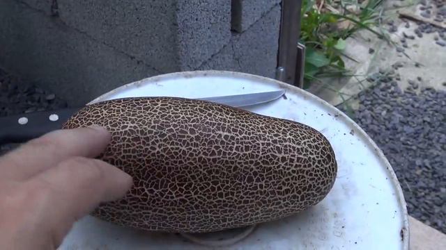 ⟹ SIKKIM Cucumber, Cucumis Sativus AKa Rock Melon !! You Gotta See This!! #sikkim