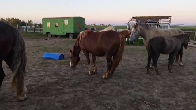 ЖЕРЕБЕЦ ТЯЖЕЛОВОЗ ГРОМ/КОНЕФЕРМА @ Ivan Гнедой Мустанг смотреть онлайн