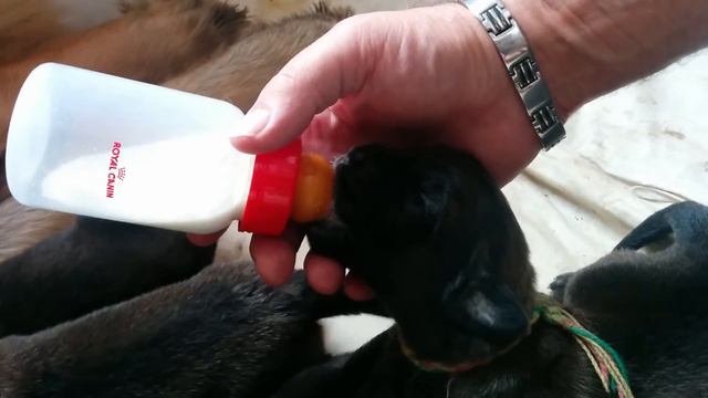 9 days old leonberger puppy "K Sedmidomky drinks milk. смотреть онлайн