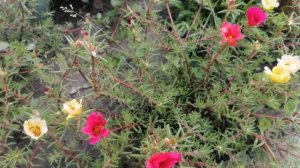 ОСТОРОЖНО ПОРТУЛАК