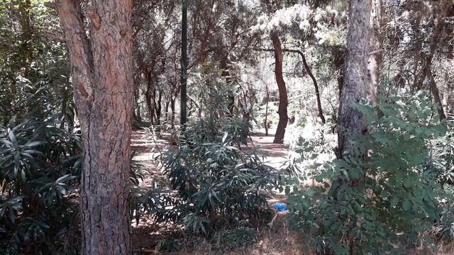 Как Поют Сверчки / Пение Сверчка / Like a cricket #сверчки смотреть онлайн