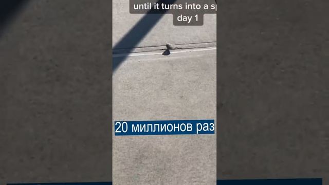 Тиктокер 20 дней ПИНАЕТ КАМЕНЬ, пока он не станет круглым смотреть онлайн