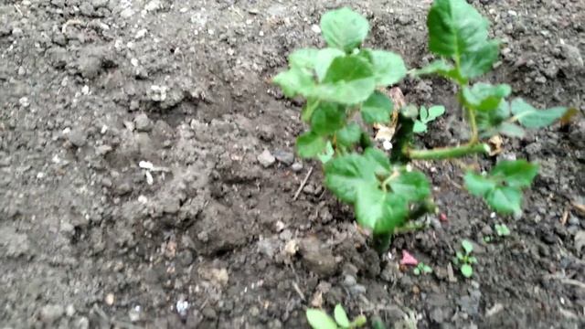 Слепые побеги у роз смотреть онлайн