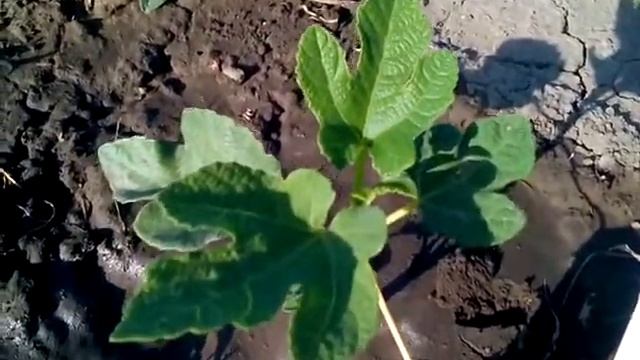 Коричневый турецкий инжир. растет в жару смотреть онлайн