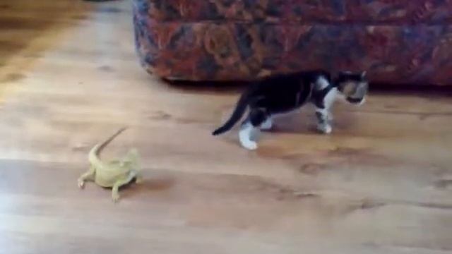 КОТ ПРОТИВ ИГУАНЫ / CAT VS GUANA смотреть онлайн