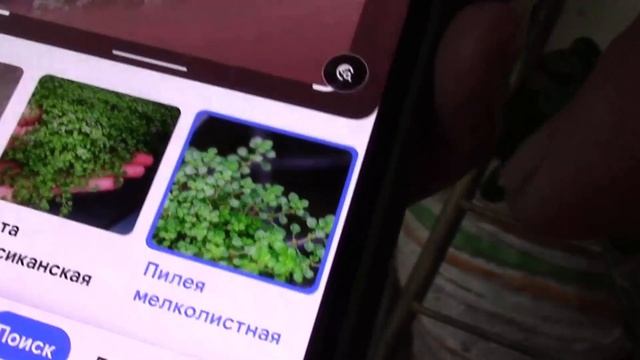 НАЗВАНИЕ РАСТЕНИЯ, КАК УЗНАТЬ?! смотреть онлайн