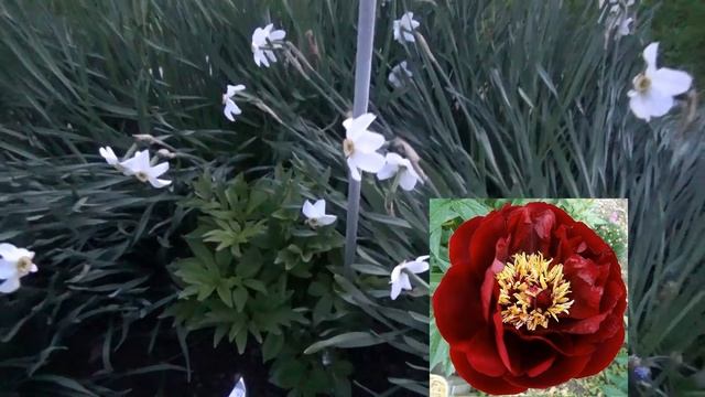 О ПИОНАХ Уход перед цветением Мои СОРТА Пионы в сетке?! Зачем? Как? смотреть онлайн