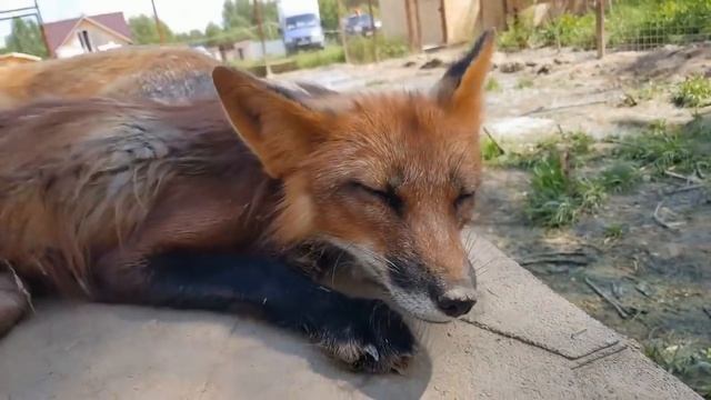 Алиса лиса. Арчи приручился. Чем лучше кормить лисиц. смотреть онлайн