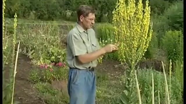 Коровяк лекарственный, царский скипетр смотреть онлайн