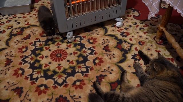 Котенок разыгрался и это только начало ! Нападение на Кота Легенду ! Игры кошек/Котенок. смотреть онлайн