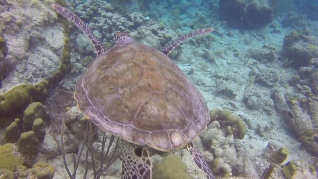 Bonaire Jan 2016 - Barracuda, Porcupine Fish and Turtl смотреть онлайн