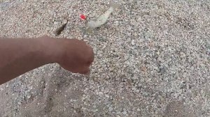 Серфовая рыбалка на пеленгаса кефаль или чулару