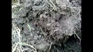 Коп в Беларуси ЗОЛОТО