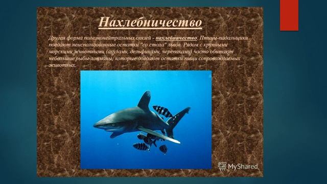 8 класс биология Типы взаимоот между организ Адаптация смотреть онлайн