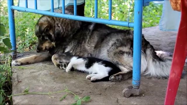 Собака и кошка. Любовь. смотреть онлайн