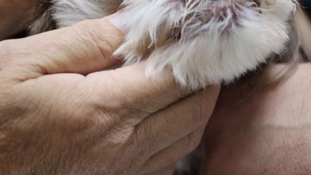 The 11-year-old Shih Tzu keeps rubbing his left painful eye against the wall смотреть онлайн