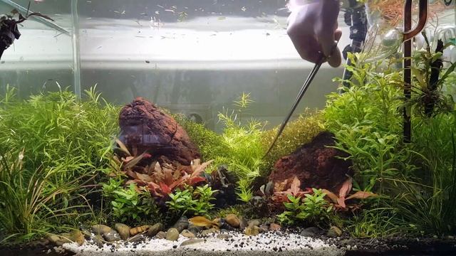 #cladophora_aquascaping #aquascaping Тримминг растений в моем домашнем 60см аквариуме