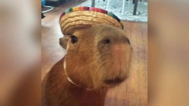 Водосвинка смотреть онлайн