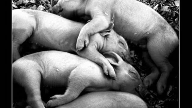 Lacrimosa ( Daddy Roach) смотреть онлайн