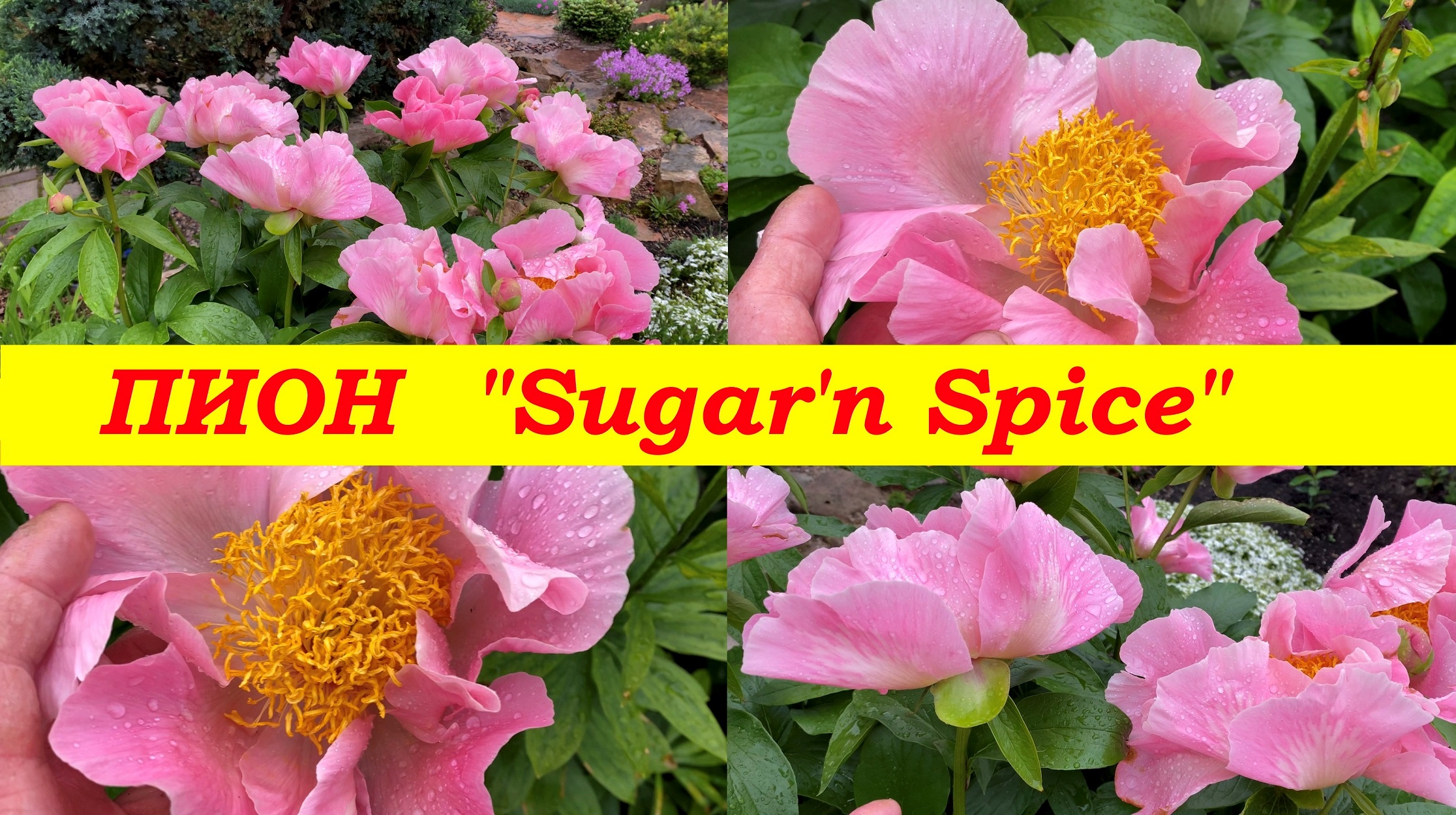 Пион "Щуга энд Спайс", Peony "Sugar'n Spice" смотреть онлайн