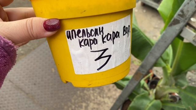 Обзор цитрусовых редких сортов смотреть онлайн