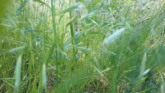 СМЕХ БЕЗ ПРИЧИНЫ!!!!! смотреть онлайн