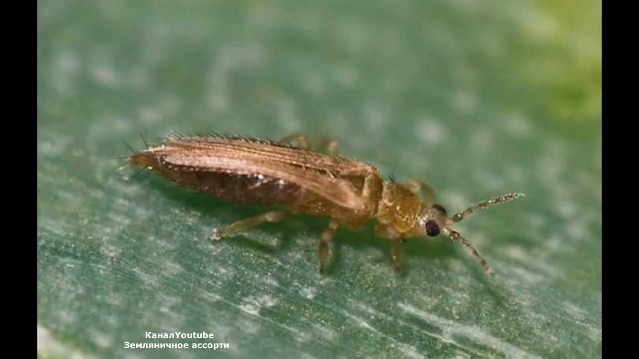 ПОЧЕМУ СОХНЕТ И ТРЕСКАЕТСЯ КЛУБНИКА . смотреть онлайн