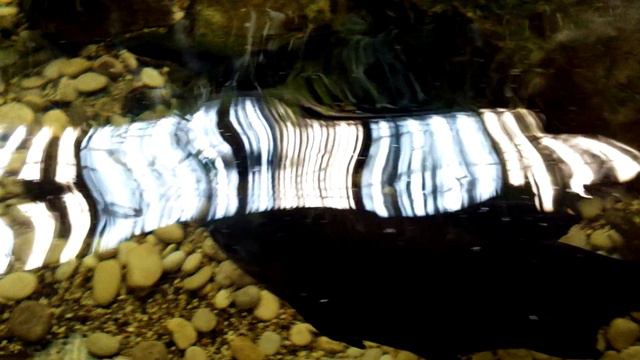 Ленинградский зоопарк, рыбы 2. смотреть онлайн