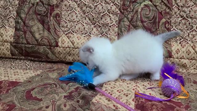 Blue Bicolor Ragdoll Kitten Dixieragdolls.com смотреть онлайн