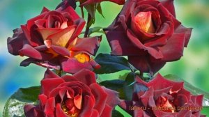 Роза чайно-гибридная Эдди Митчелл (Rose Eddy Mitchell) ? обзор: как сажать, саженцы розы