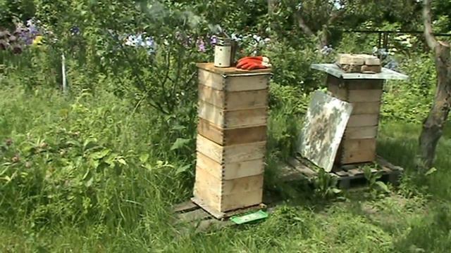 Видео №96. Вывод маток. Проведение работы по подготовке пчелосемьи к выводу маток.