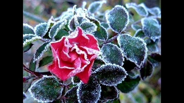 Тебе на день рождения ! Песня. смотреть онлайн