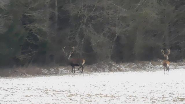 Поиск рогов 2023, Олени смотреть онлайн