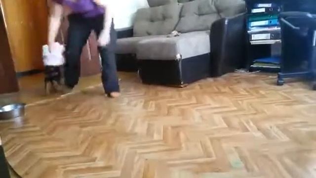 Как играть со щенком #1 смотреть онлайн