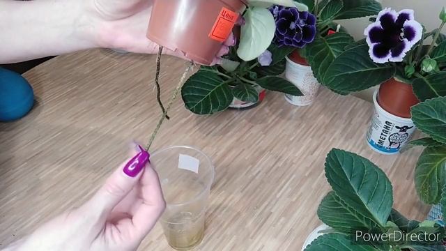 ГРУНТ У ГЛОКСИНИЙ ПЕРЕСОХ ,ПЕРЕВОЖУ НА ФИТИЛЬНЫЙ ПОЛИВ смотреть онлайн