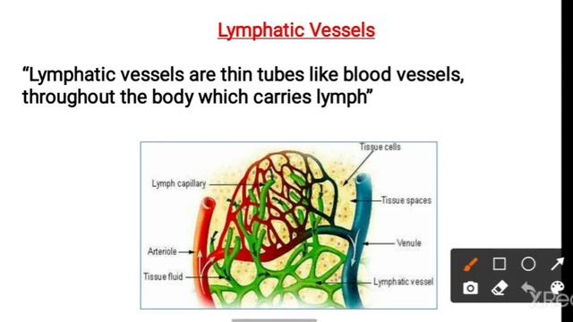 Lymphatic System | Components of Lymphatic System | NEET | In Hindi смотреть онлайн
