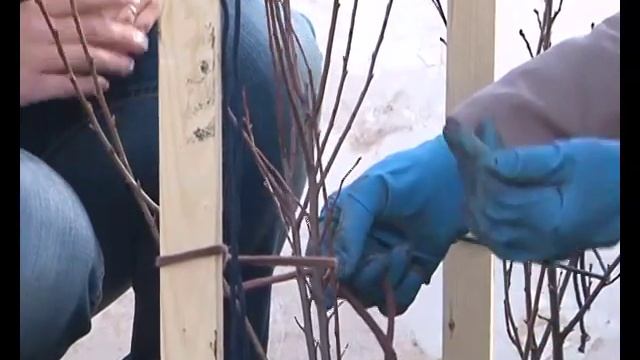 Вишня-Смородина смотреть онлайн