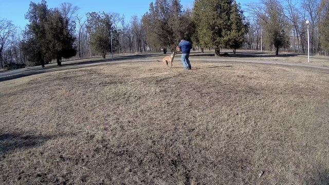 Малинуа Альфа  защитный рукав.mp4