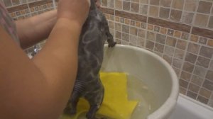 как правильно мыть сфинкса