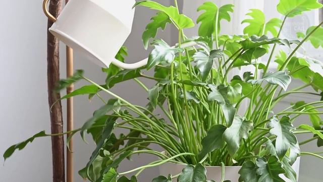 Цветы растут как Сумасшедшие после такой Подкормки! Мощных 4 Рецепта! смотреть онлайн